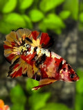 Leopard Koi Copper Galaxy HMPK Betta Fish Male #RKC