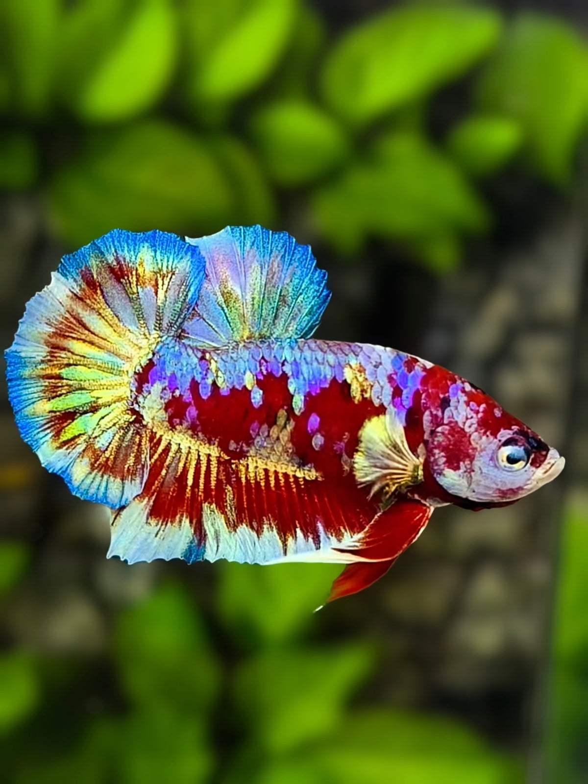 Rainbow Barongsai HMPK Betta Fish Male