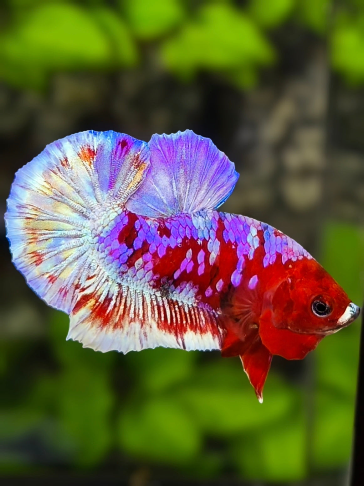 Barongsai Purple Galaxy HMPK Betta Fish Male