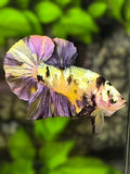 Yellow Koi Copper Purple Gold Over HMPK Betta Fish Male #YKG