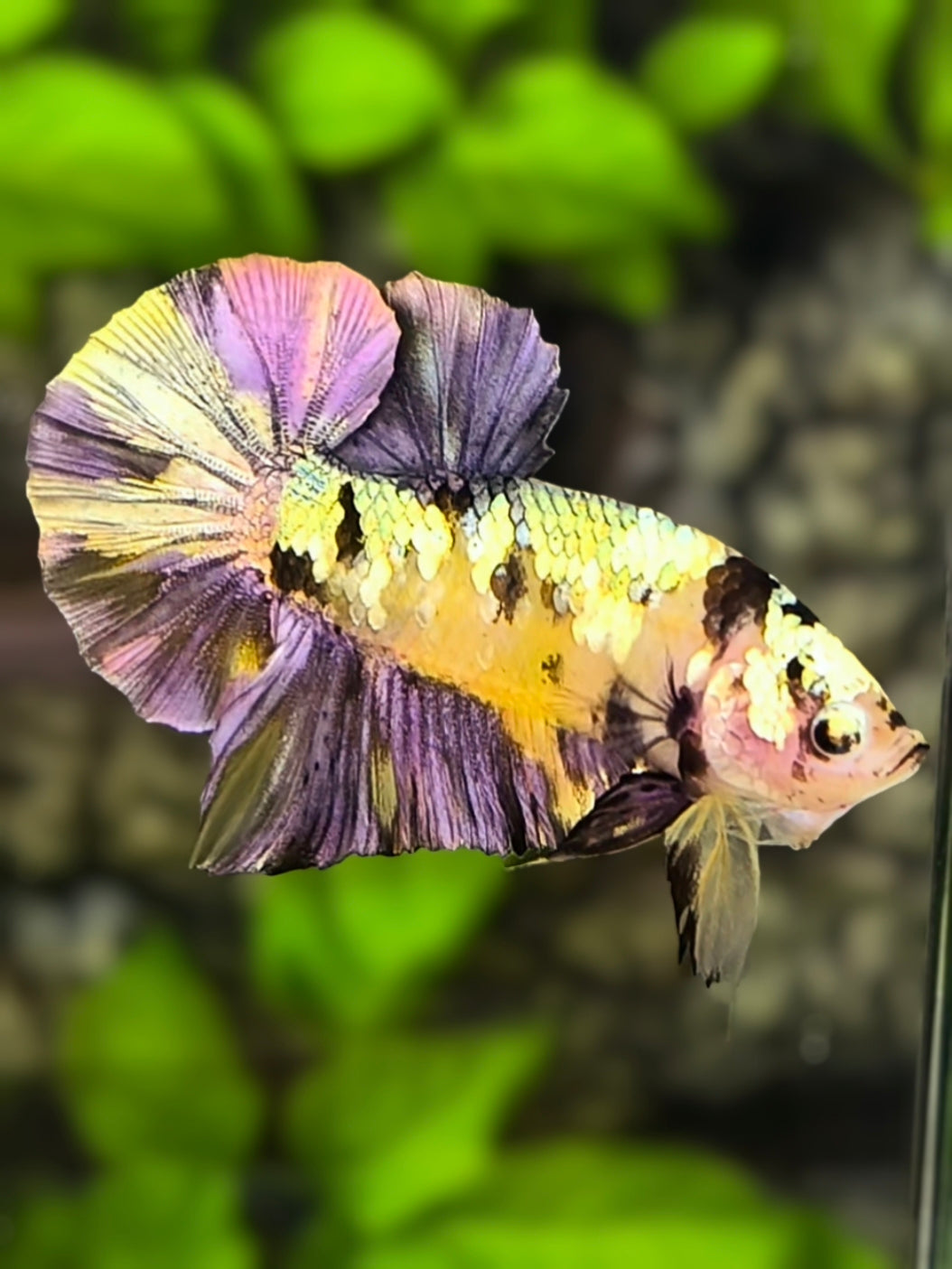 Yellow Koi Copper Purple Gold Over HMPK Betta Fish Male #YKG