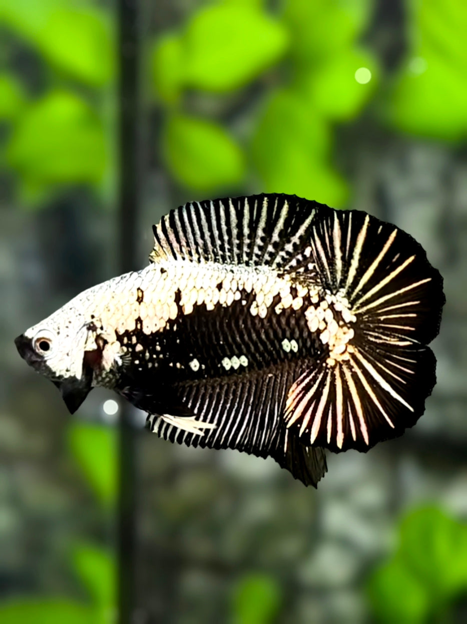 Black Samurai Over Double tail HMPK Betta Fish Male