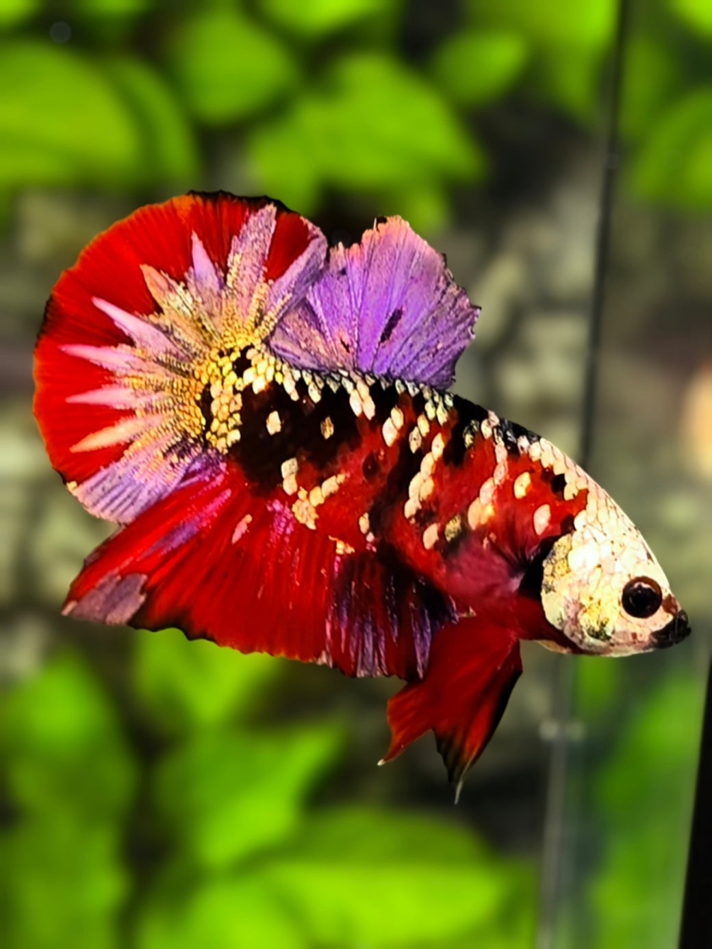 Red Koi Copper Galaxy HMPK Betta Fish Male #RKC