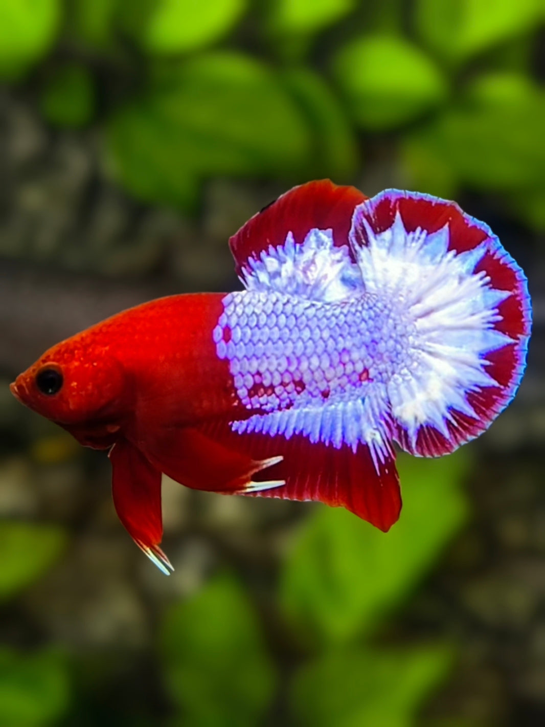 Red Hellboy HMPK Betta Fish Male