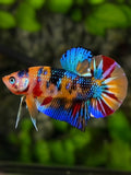 Multicolor Metalic HMPK Betta Fish Male