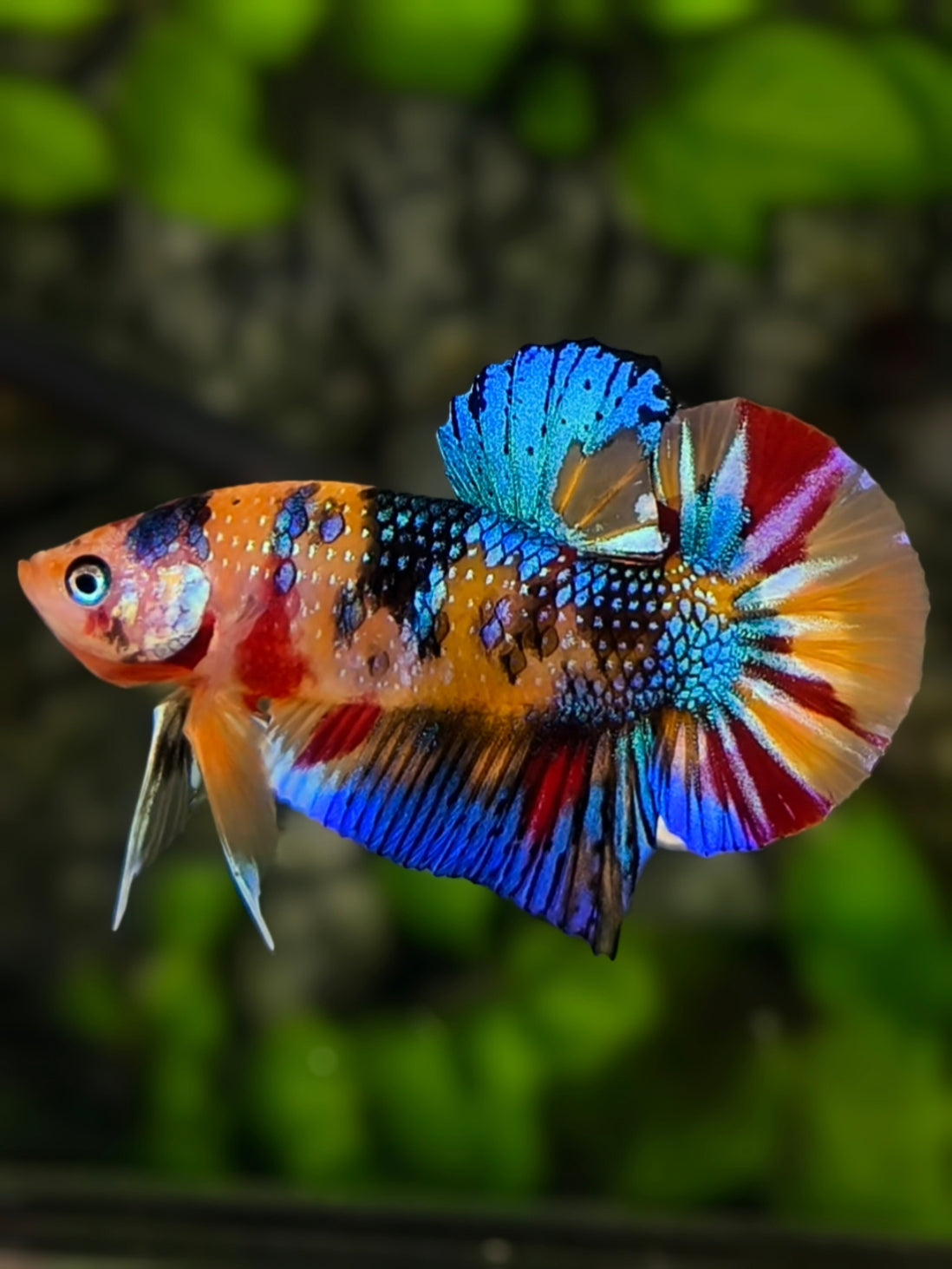 Multicolor Metalic HMPK Betta Fish Male