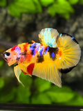 Multicolor Yellowbase Galaxy HMPK Betta Fish Male