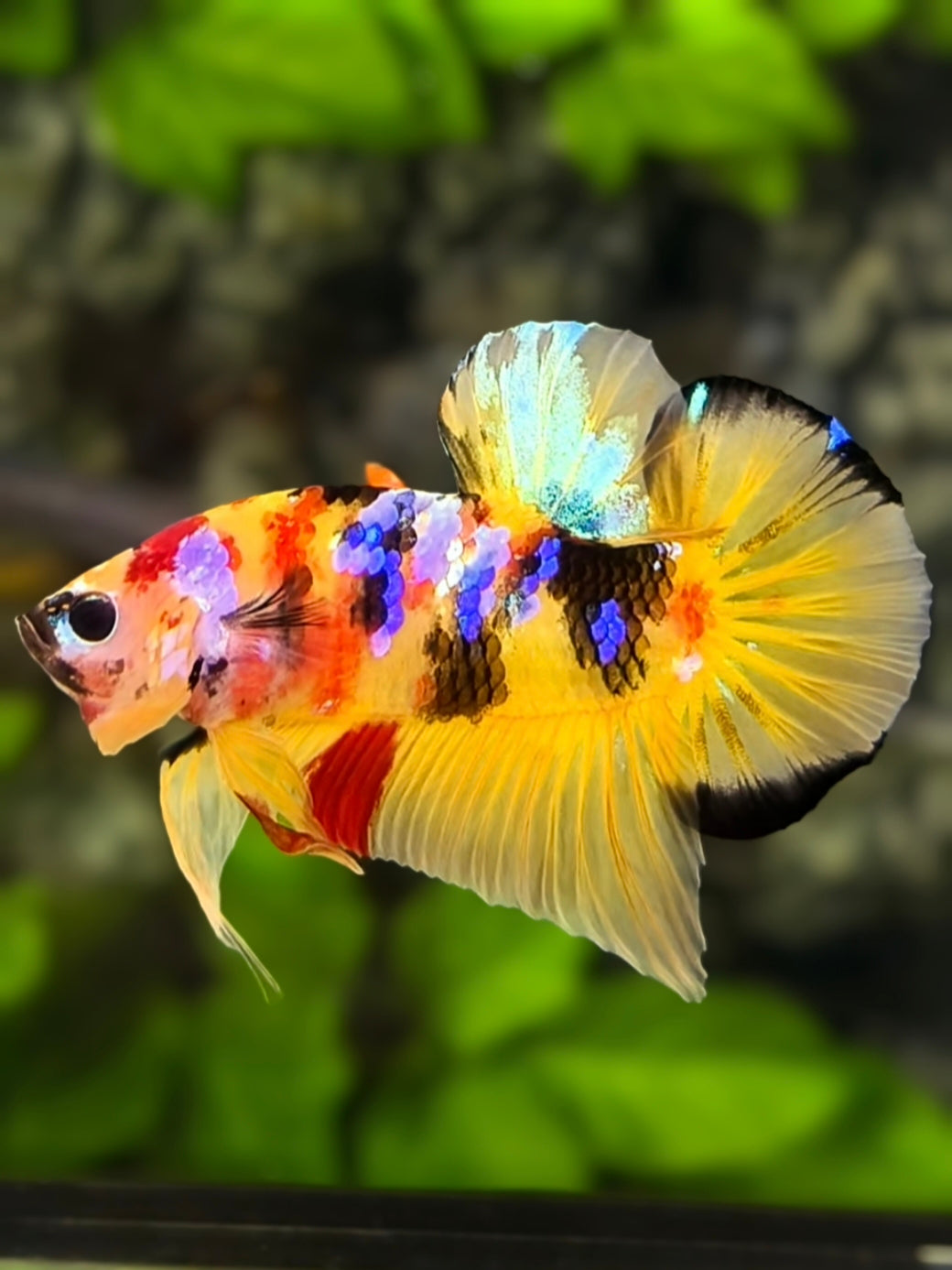 Multicolor Yellowbase Galaxy HMPK Betta Fish Male
