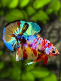 Multicolor Galaxy HMPK Betta Fish Male