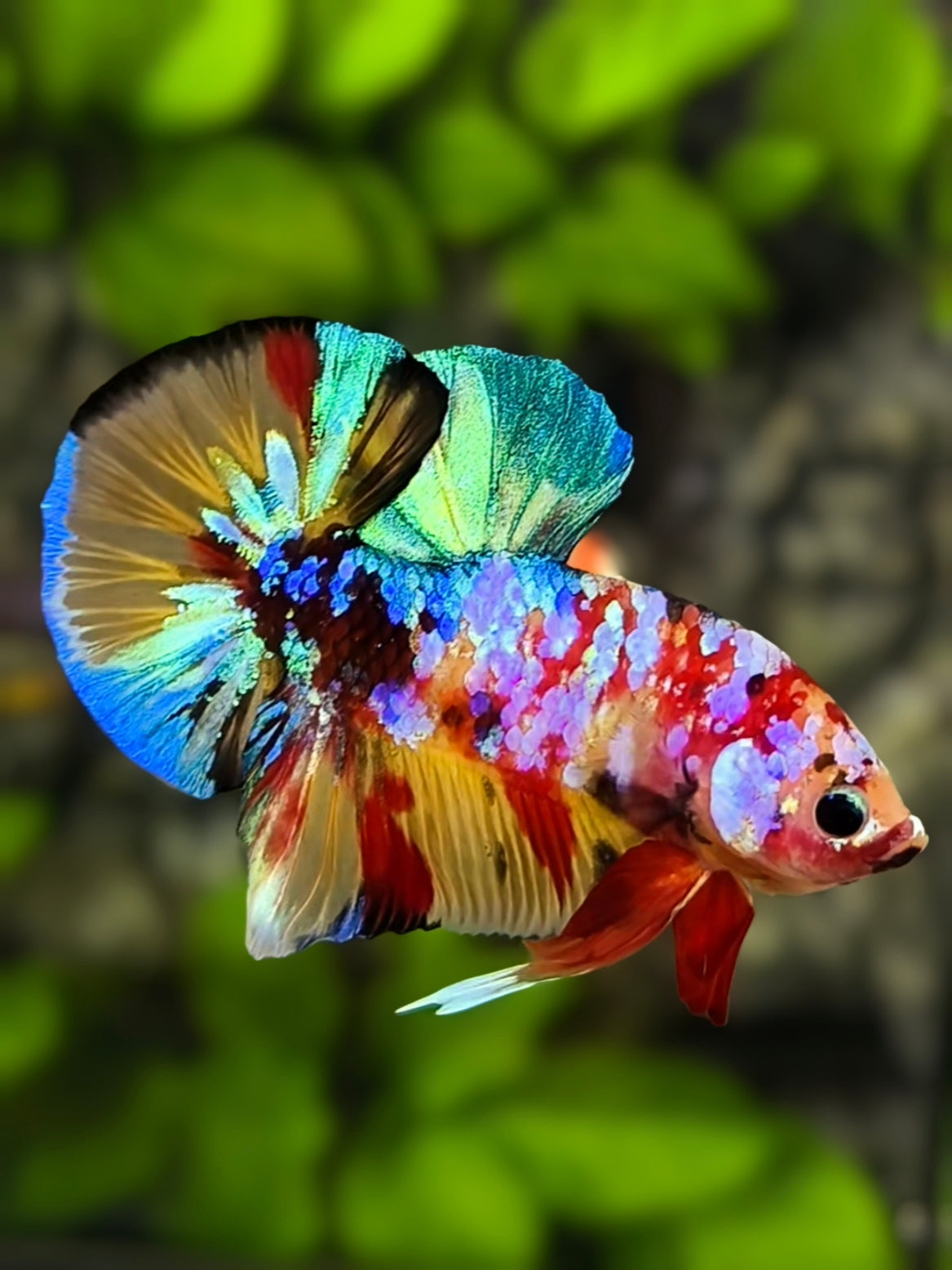 Multicolor Galaxy HMPK Betta Fish Male