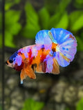 Multicolor Candy Galaxy HMPK Betta Fish Male