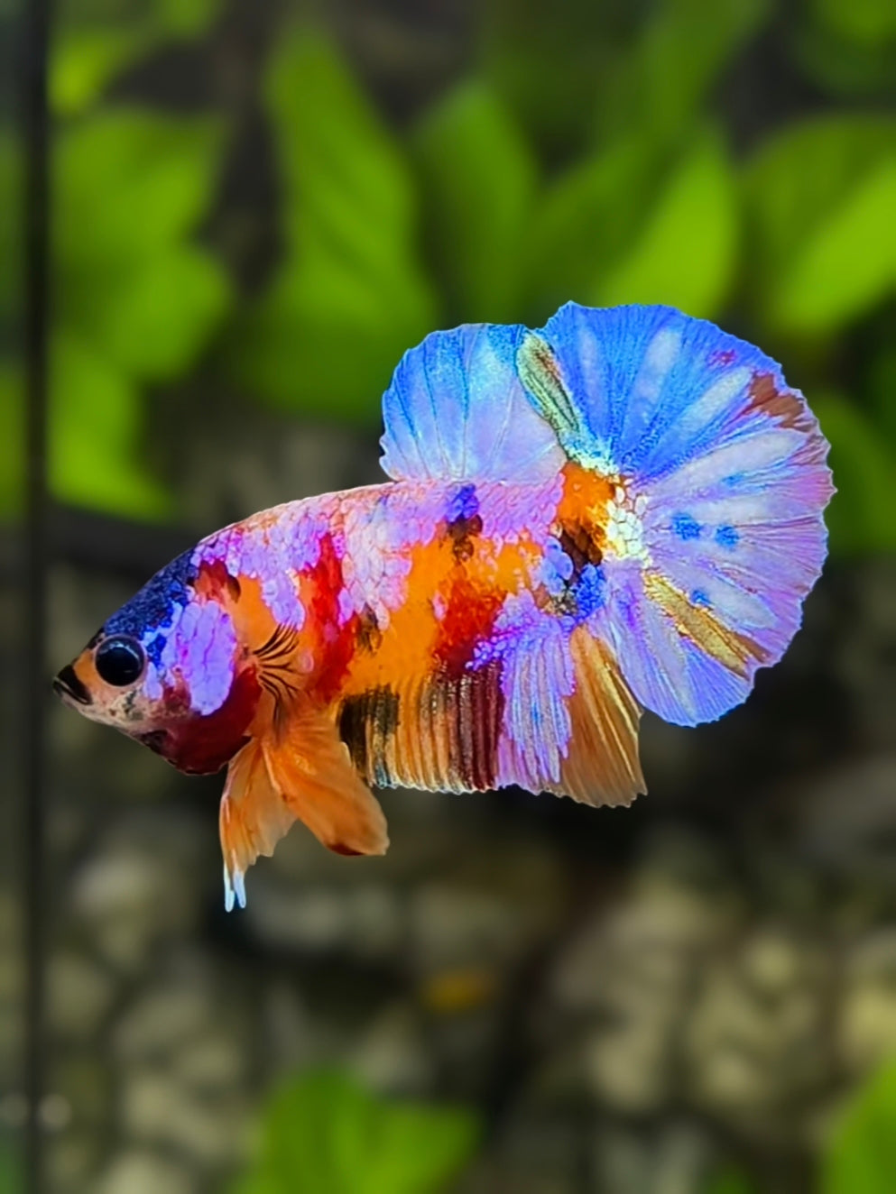 Multicolor Candy Galaxy HMPK Betta Fish Male