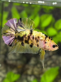 Yellow Koi Tiger Copper Purple Gold HMPK Betta Fish Male #YKG