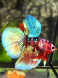 Multicolor Koi Galaxy Halfmoon Betta Fish Male
