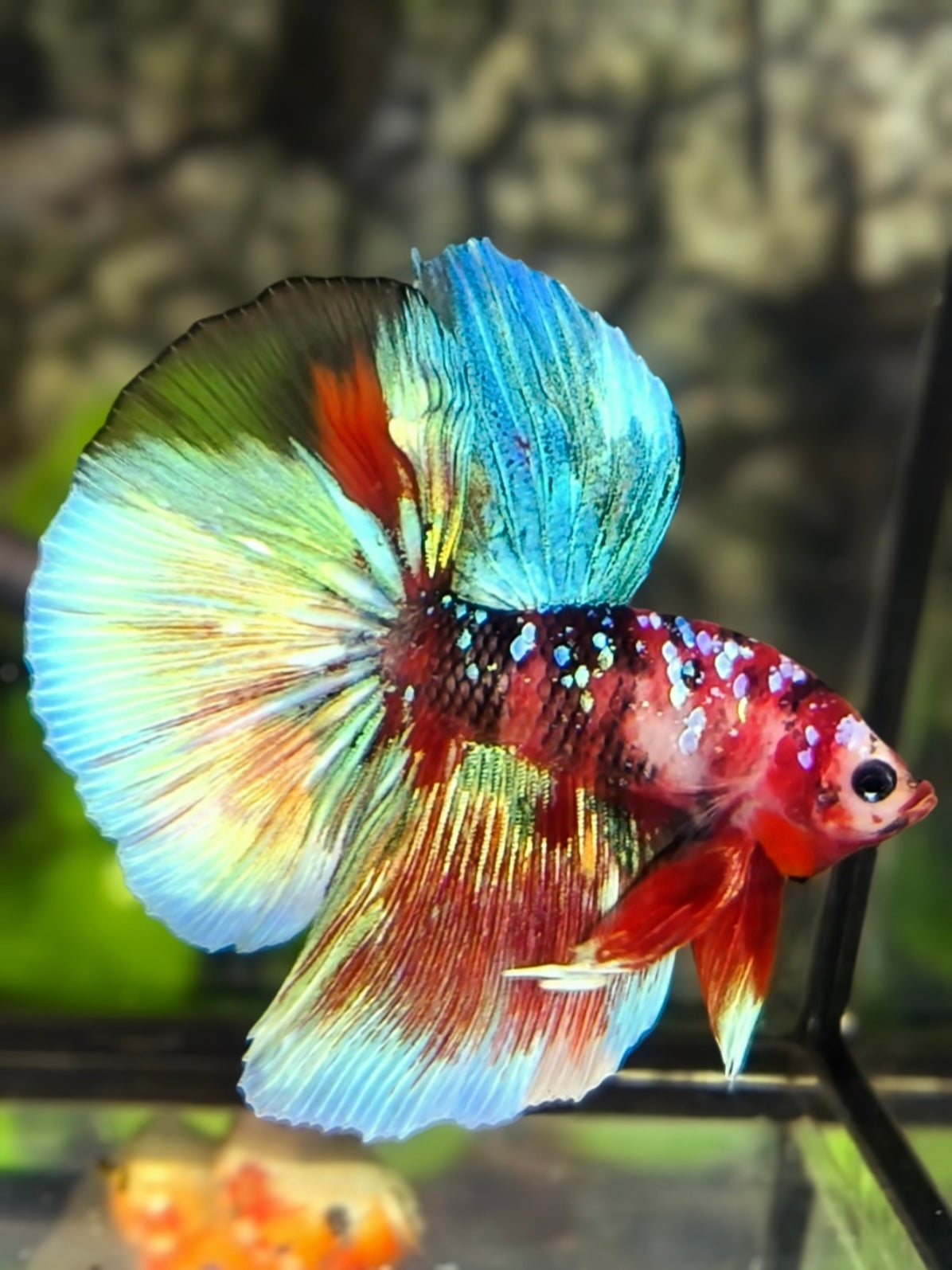 Multicolor Koi Galaxy Halfmoon Betta Fish Male