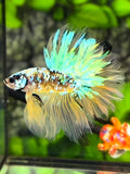 Rosetail Yellow Koi Galaxy Halfmoon Betta Fish Male #YKG