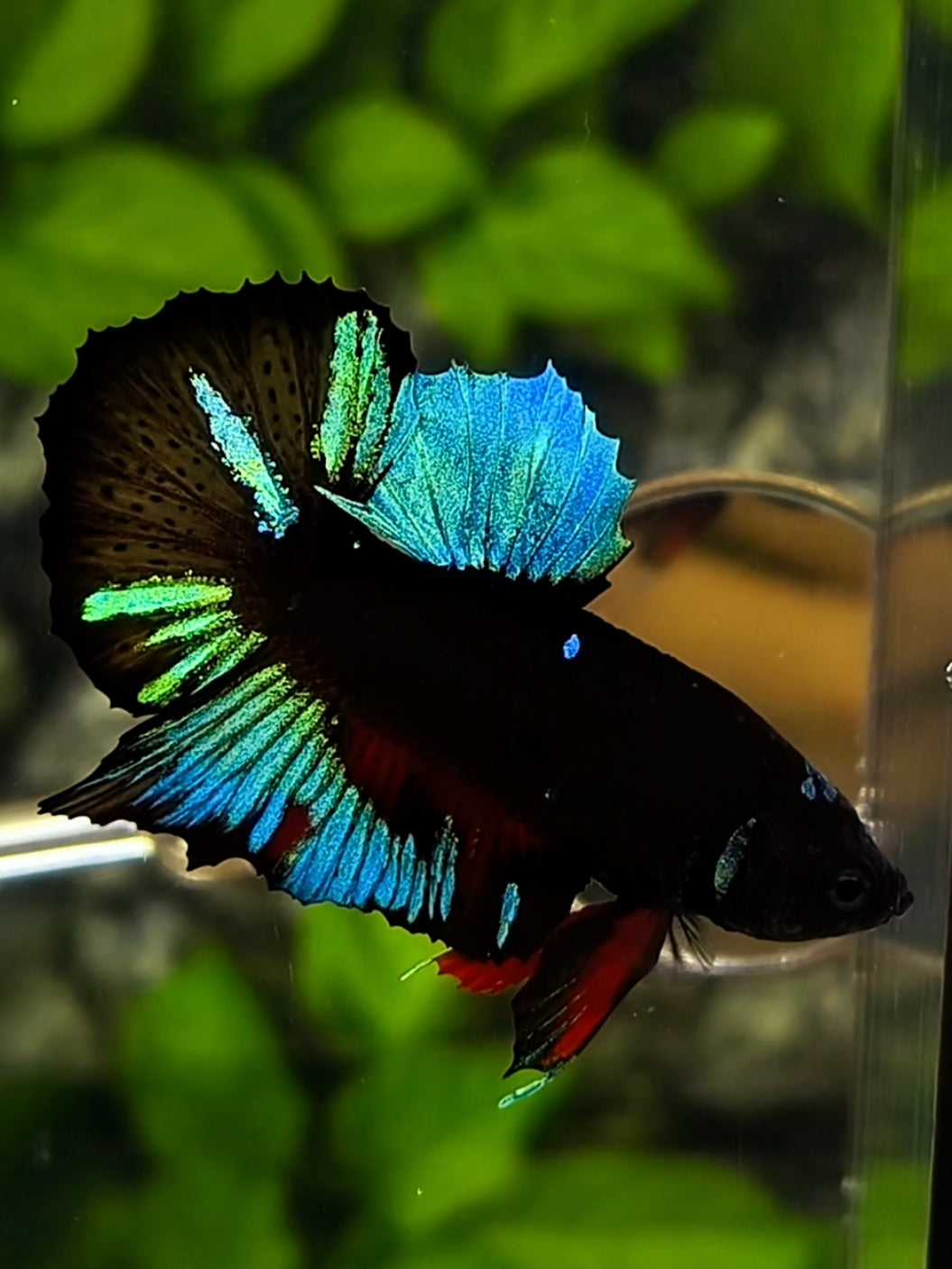 Black Light Turquoise Green HMPK Betta Fish Male