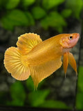 Solid Super Gold 24K HMPK Betta Fish Male