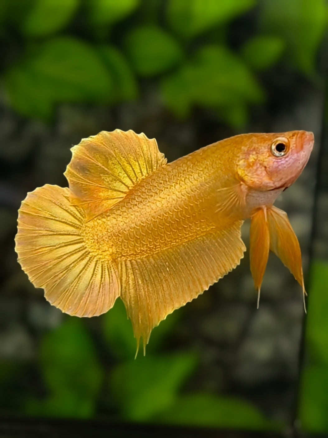 Solid Super Gold 24K HMPK Betta Fish Male