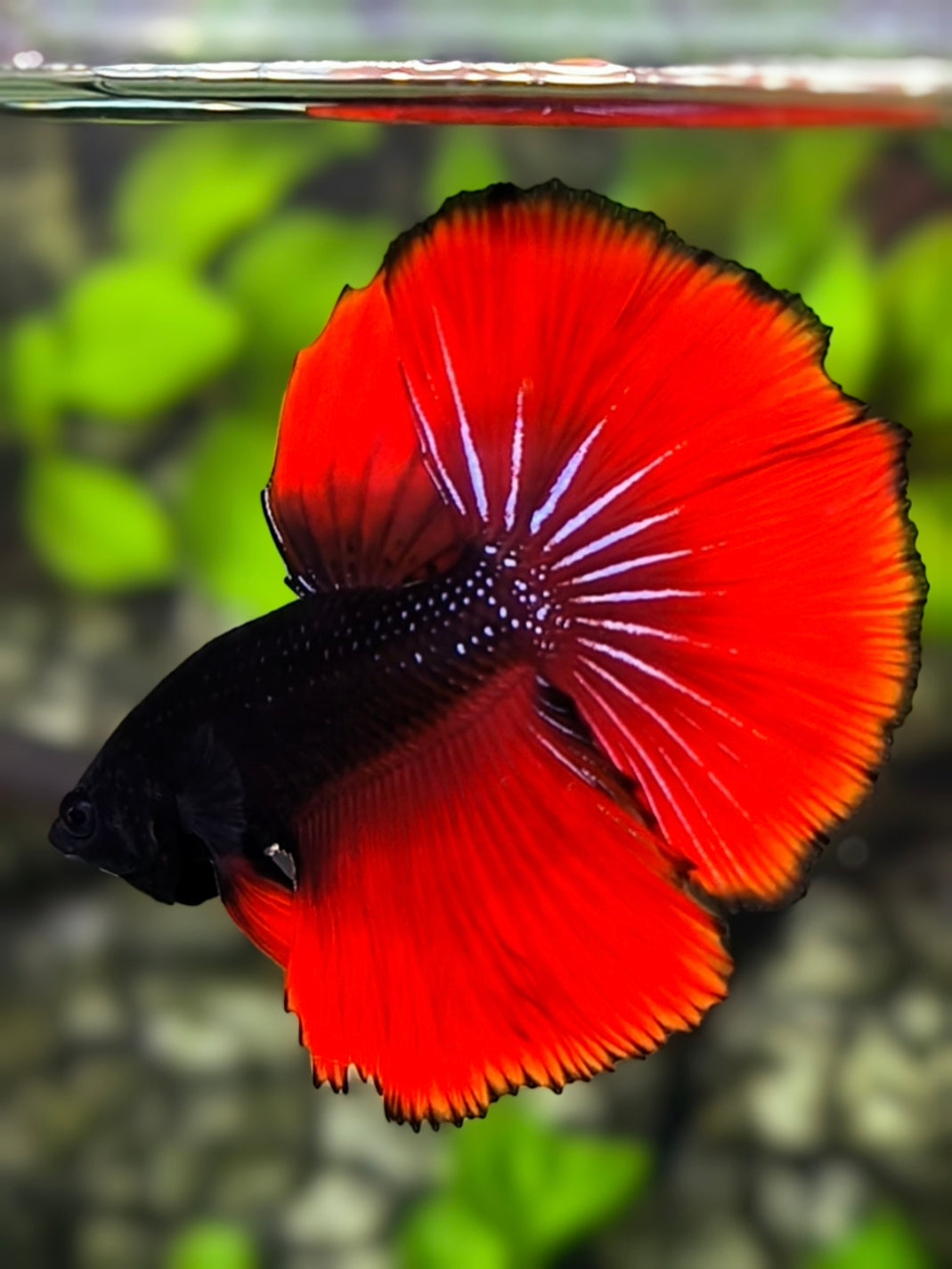 Black Light Red Vampire Halfmoon Betta Fish Male