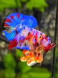 Multicolor Candy Galaxy Over HMPK Betta Fish Male