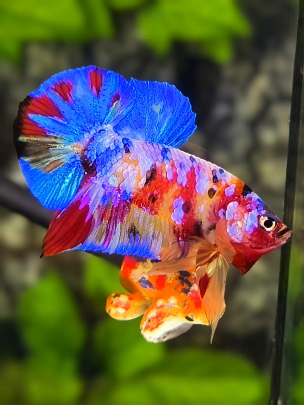 Multicolor Candy Galaxy Over HMPK Betta Fish Male