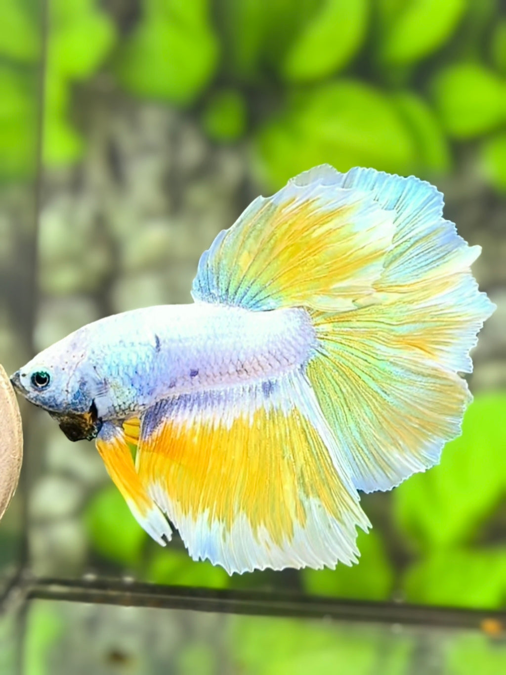Yellow Sky Blue Fancy Halfmoon Betta Fish Male