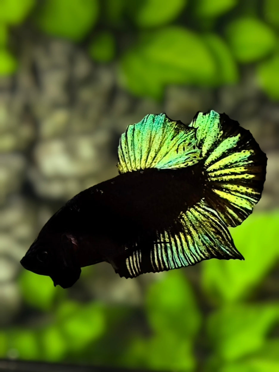 Black Light Green HMPK Betta Fish Male