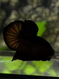 Black HMPK Betta Fish Male