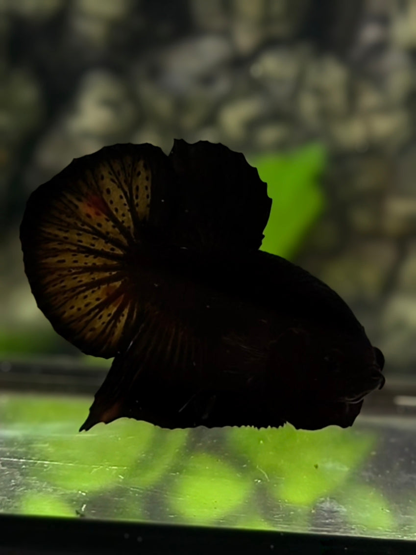 Black HMPK Betta Fish Male