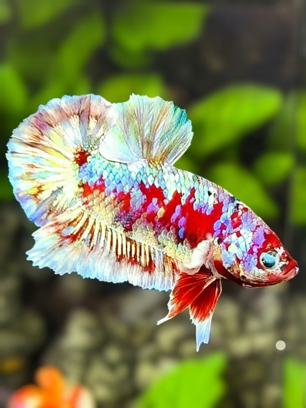 Red Barongsai Galaxy HMPK Betta Fish Male