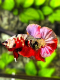 Red Koi Copper Purple Galaxy Over HMPK Betta Fish Male #RKC
