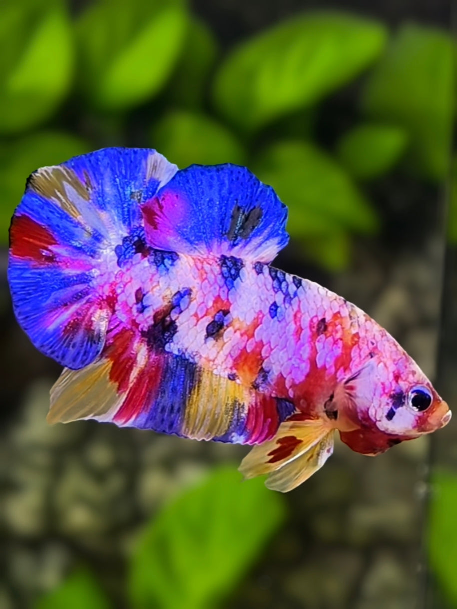 Multicolor Pink Candy Galaxy Over HMPK Betta Fish Male