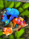 Multicolor Galaxy HMPK Betta Fish Male