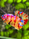 Multicolor Yellowbase Candy Galaxy Over HMPK Betta Fish Male