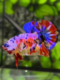 Multicolor Candy Pink Purple Galaxy Over HMPK Betta Fish Male