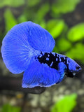 Avatar Royal Blue Halfmoon Betta Fish Male