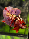 Red Koi Copper Purple Gold Galaxy HMPK Betta Fish Male #RKC