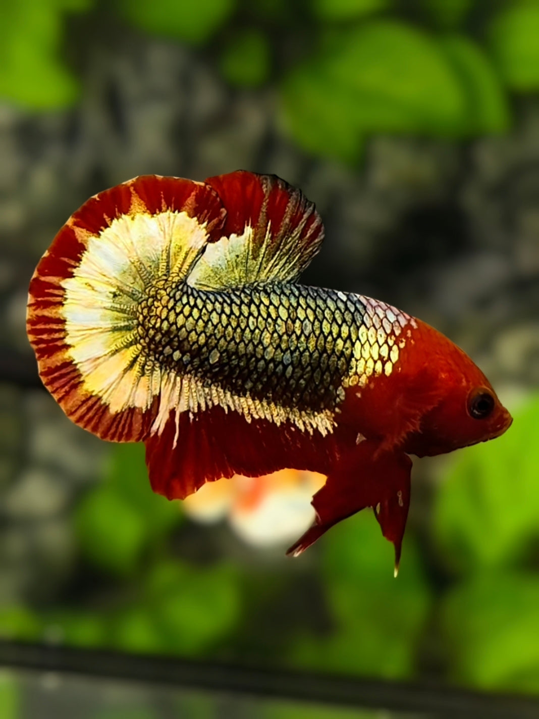 Red Head Fancy Green Copper Over HMPK Betta Fish Male