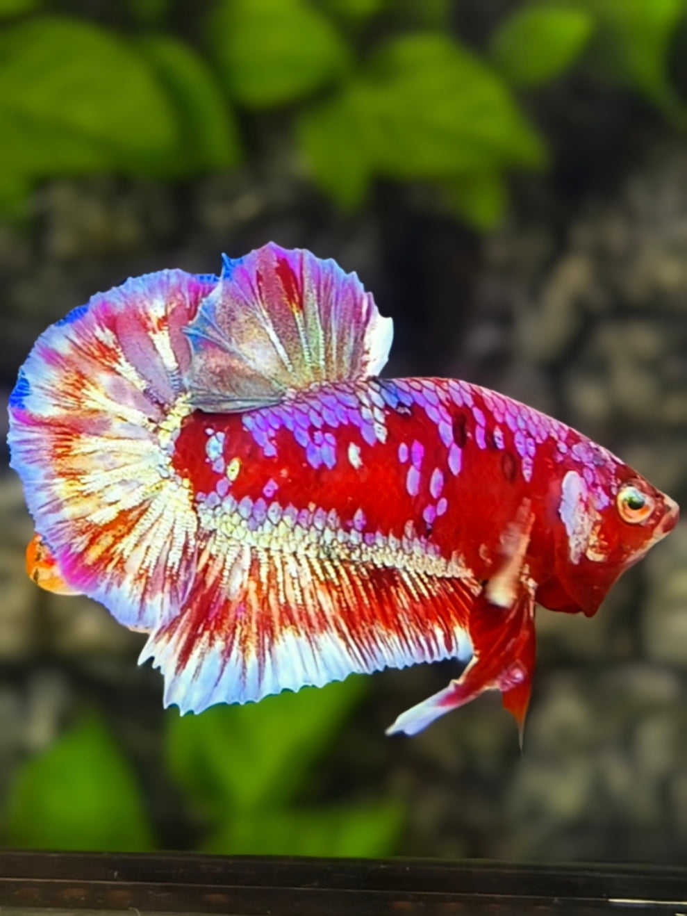Red Barongsai Purple Galaxy HMPK Betta Fish Male