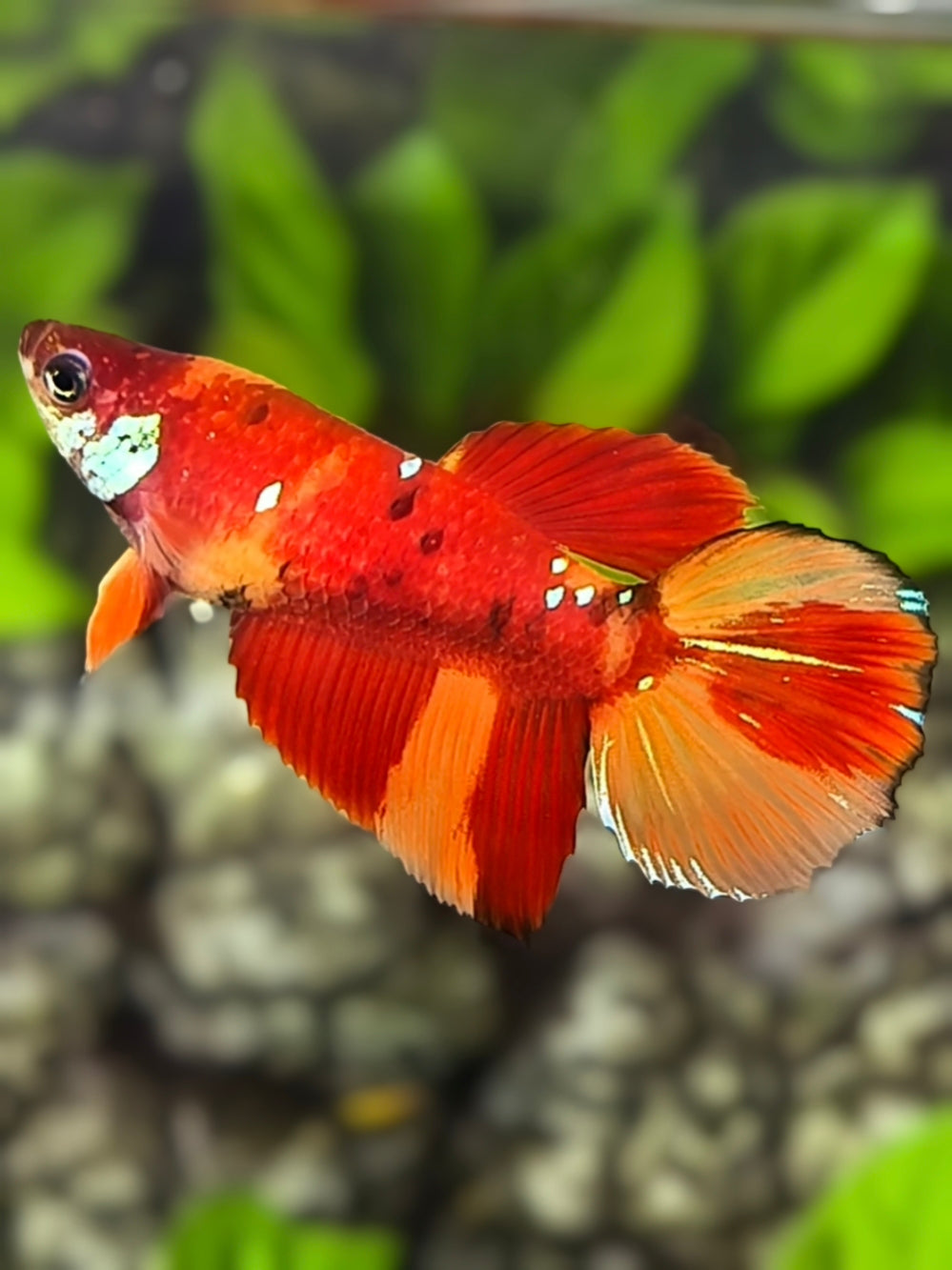 Nemo Koi Halfmoon Betta Fish Female For Sorority / Breed
