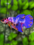 Multicolor Halfmoon Betta Fish Female For Sorority / Breed