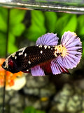 Avatar Black Panther Purple Copper HMPK Betta Fish Female For Sorority / Breed