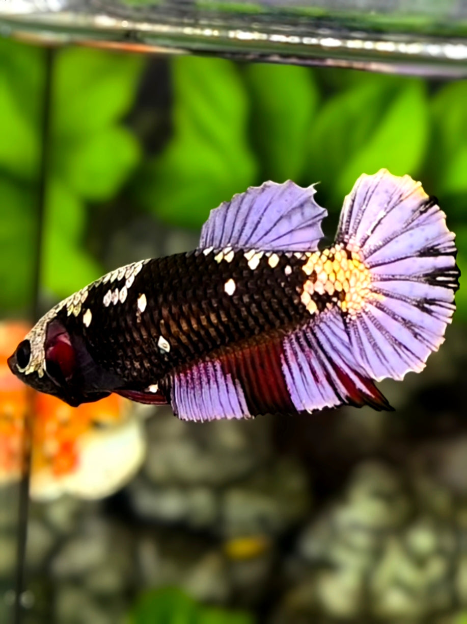 Avatar Black Panther Purple Copper HMPK Betta Fish Female For Sorority / Breed