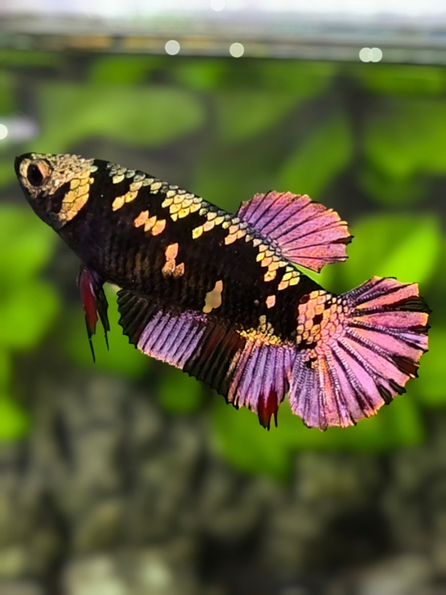 Avatar Blackstar Purple Copper Gold HMPK Betta Fish Female For Sorority / Breed