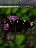 Avatar Black Panther Purple Copper HMPK Betta Fish Female For Sorority / Breed