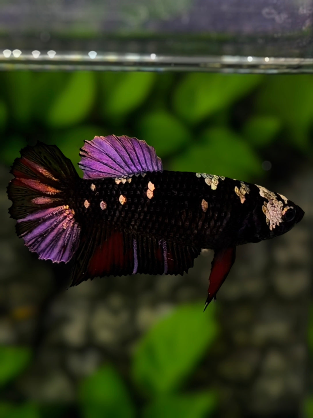 Avatar Black Panther Purple Copper HMPK Betta Fish Female For Sorority / Breed