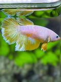 Yellow Pink Fancy Halfmoon Betta Fish Female For Sorority / Breed