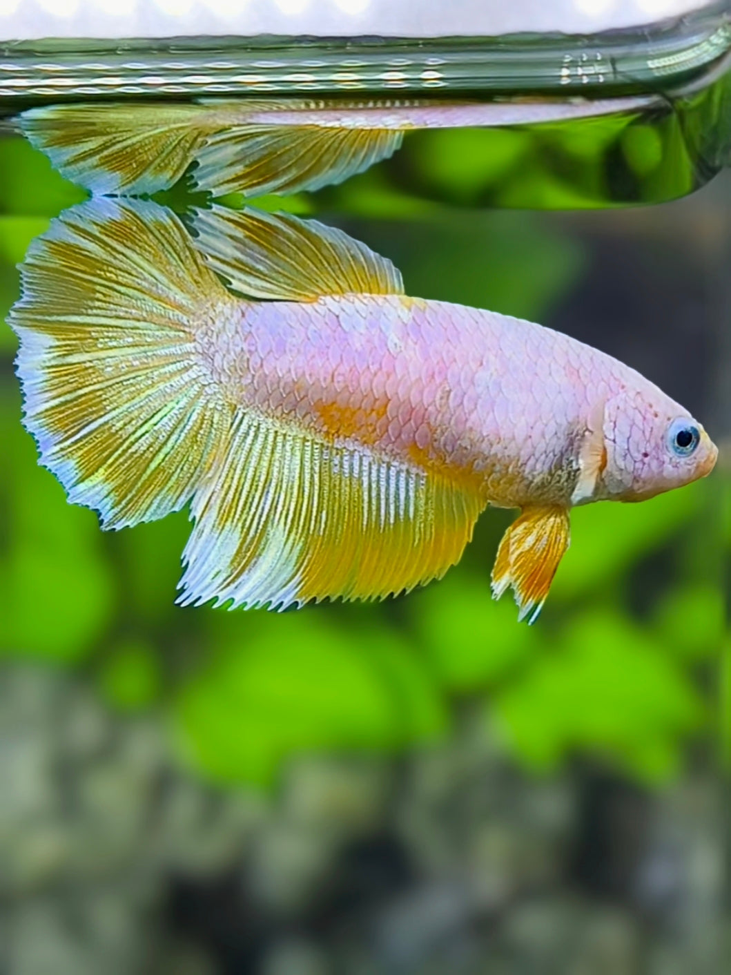 Yellow Pink Fancy Halfmoon Betta Fish Female For Sorority / Breed