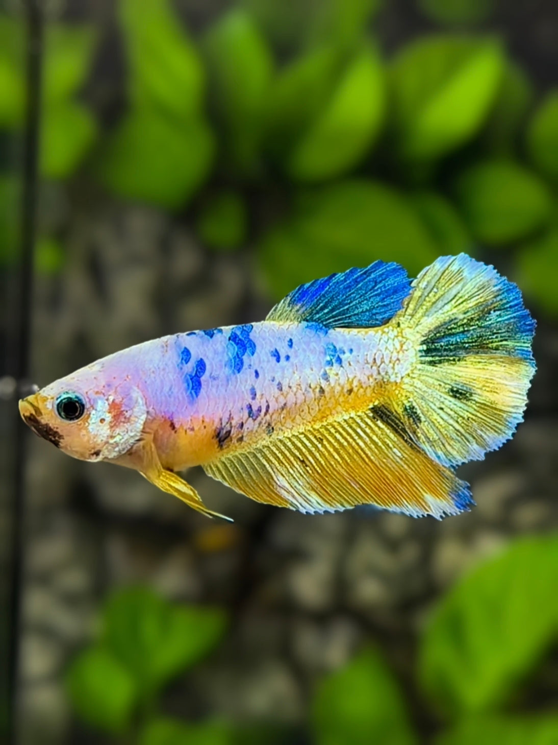 Yellow Gold Fancy Halfmoon Betta Fish Female For Sorority / Breed